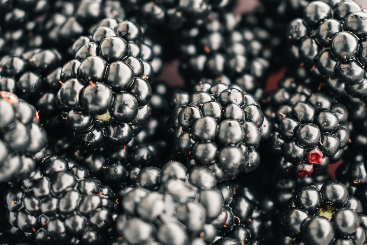 Close-up of ripe blackberries